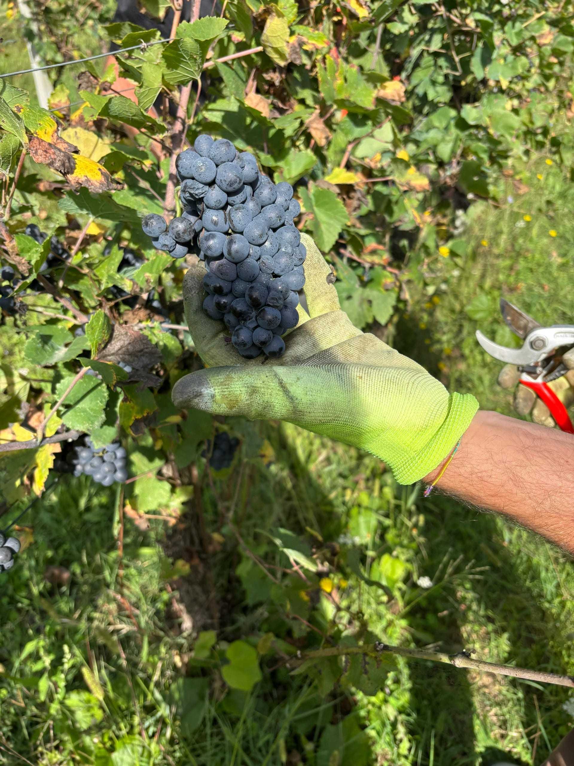Grappoli di uva alla vendemmia