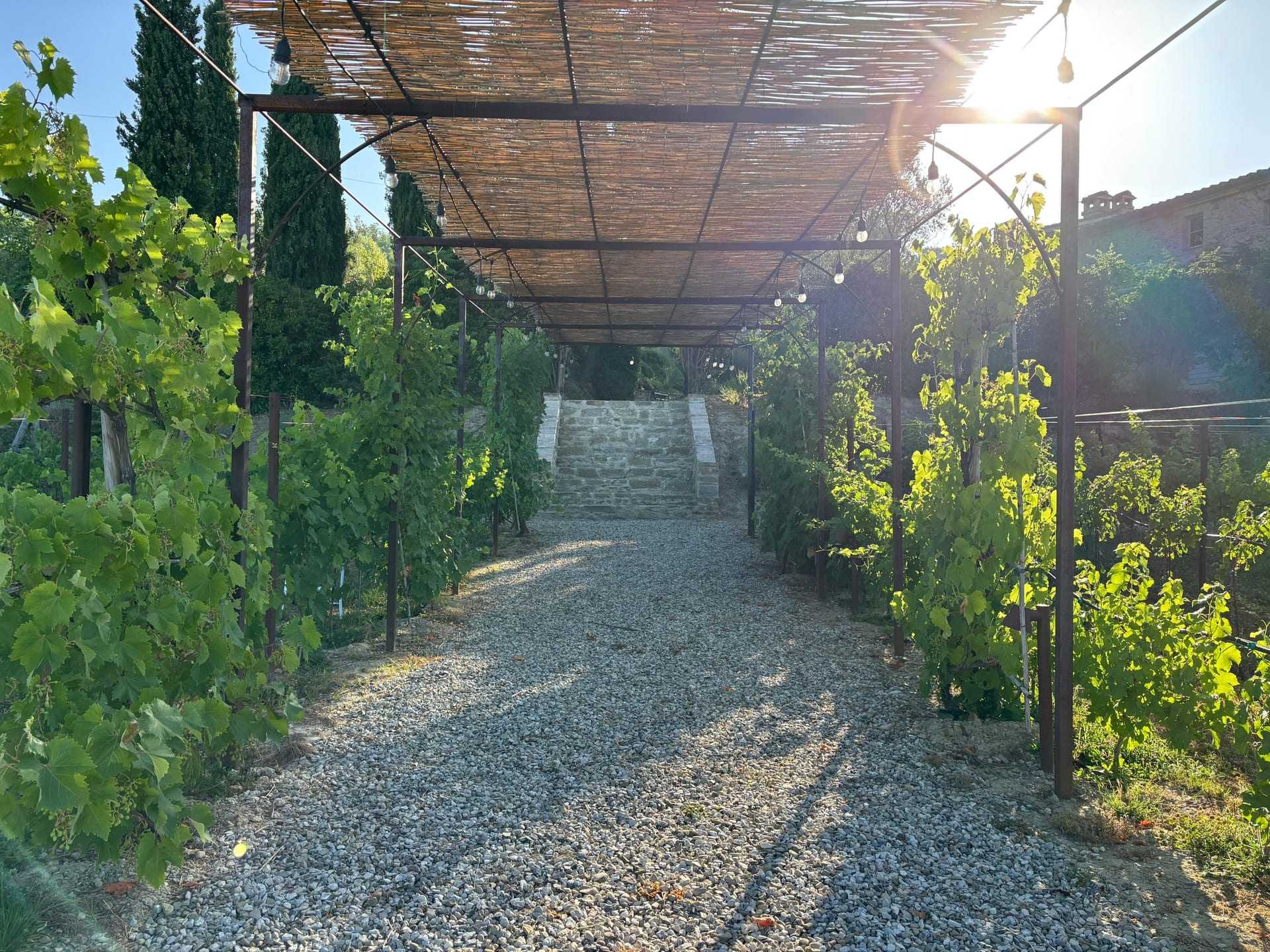 Filari di vite e olivi sulla collina del podere